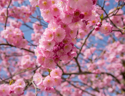 Frühling in der Stadt Wildkirche