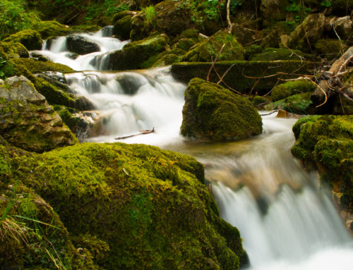 Die ruhe im Wald und das plätschern vom Bach