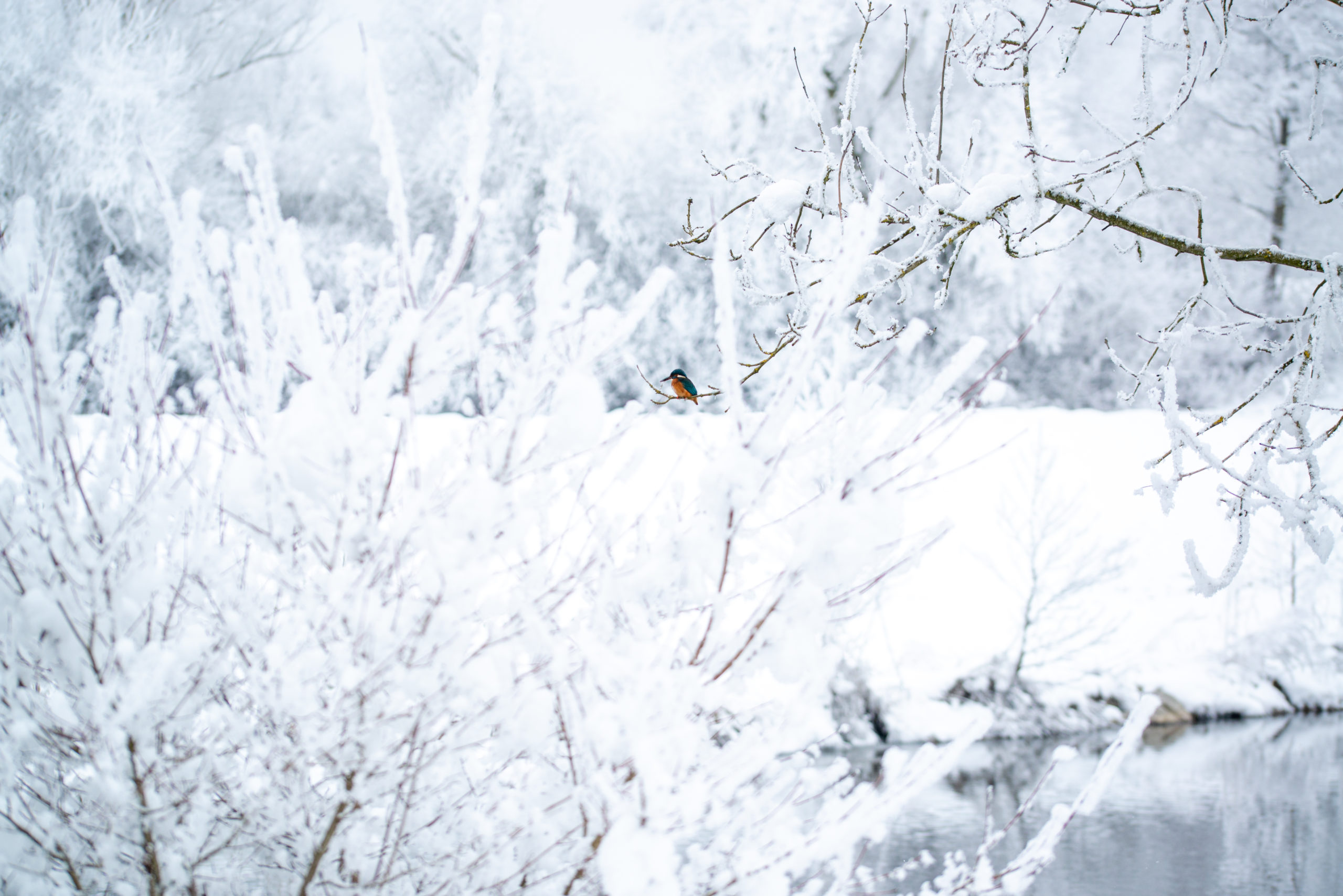daod - im Schnee, am Fluss und der Eisvogel